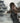 Tomb Raider Definitive Edition PS4 - Videogioco Azione e Avventura Multiplayer
